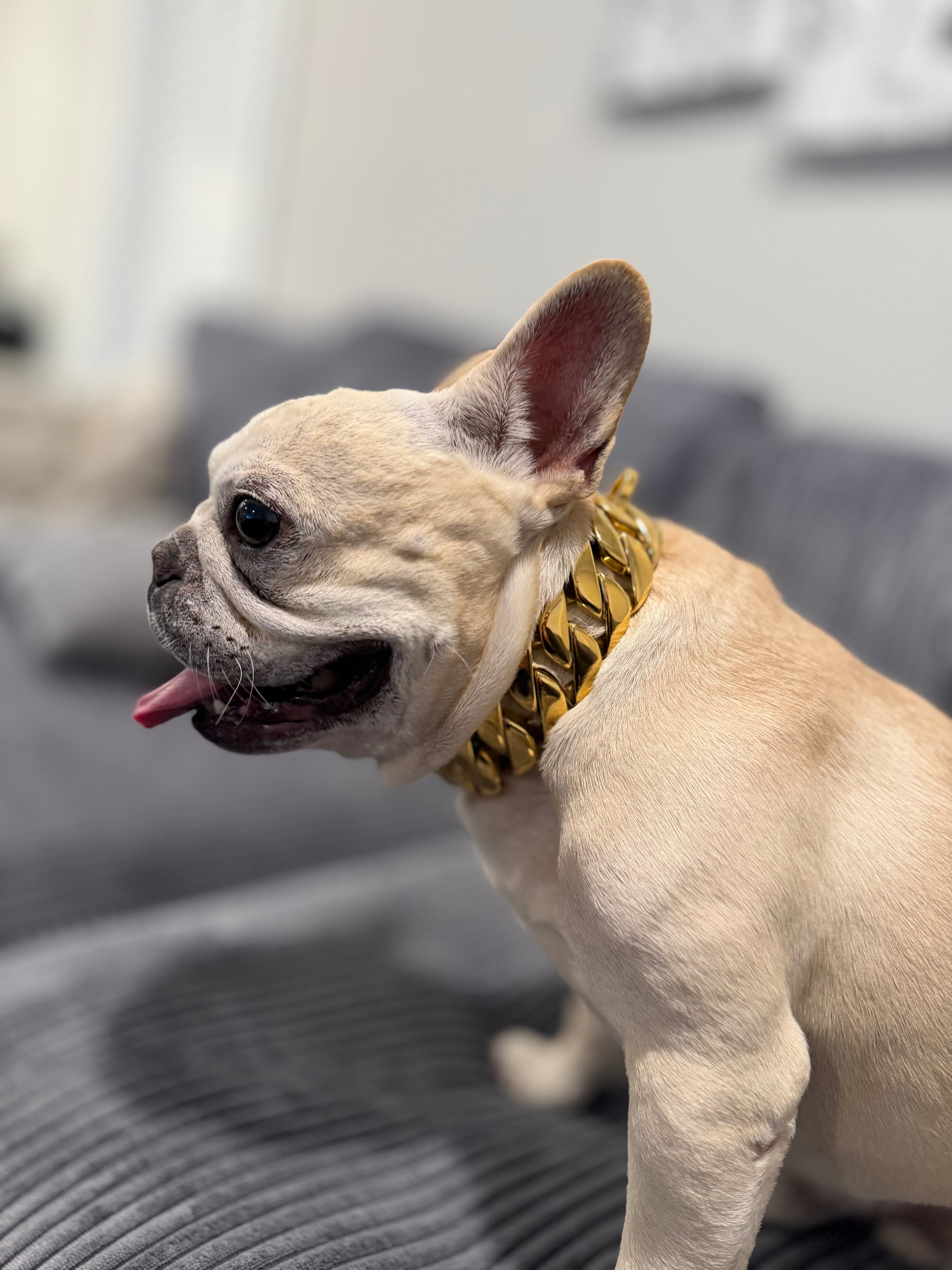 Big Dawg Chain