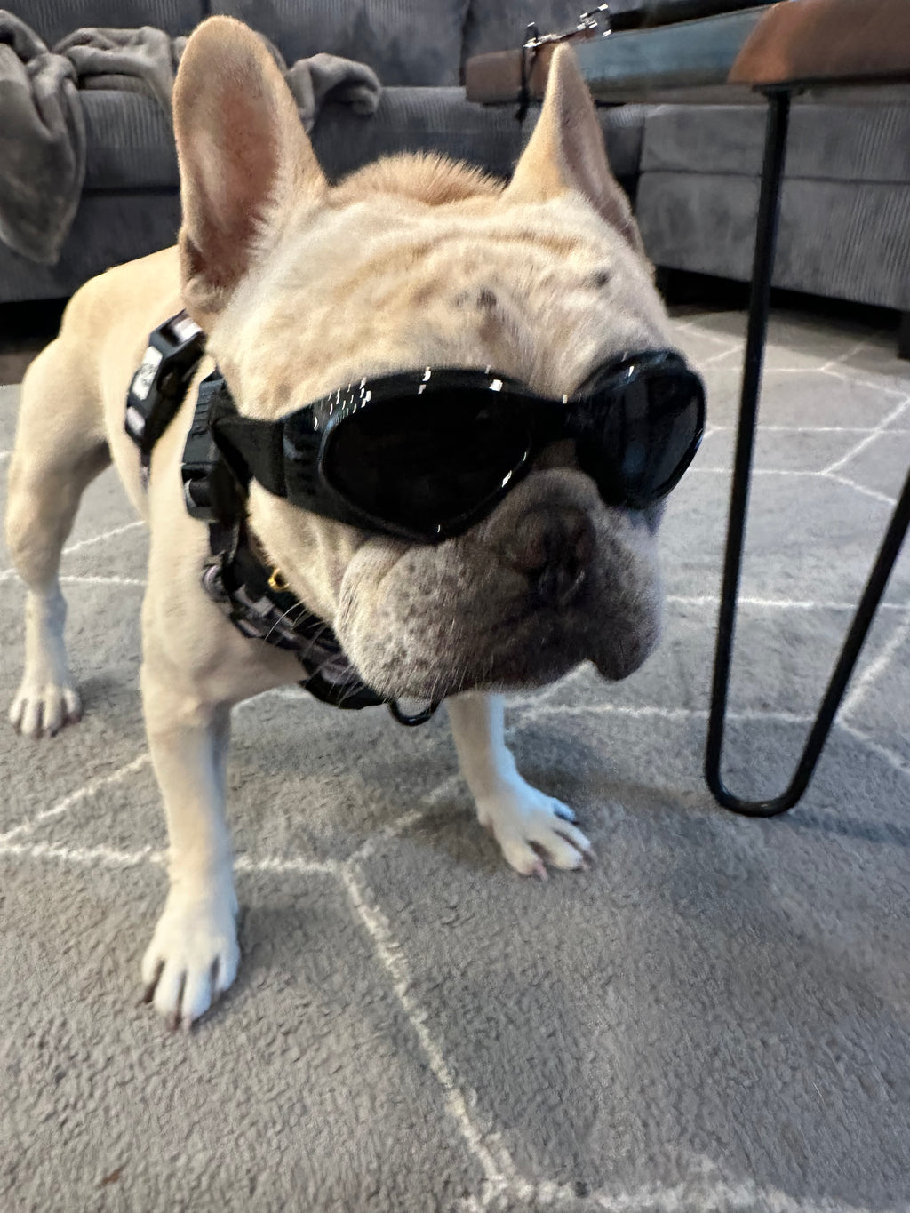 Doggles