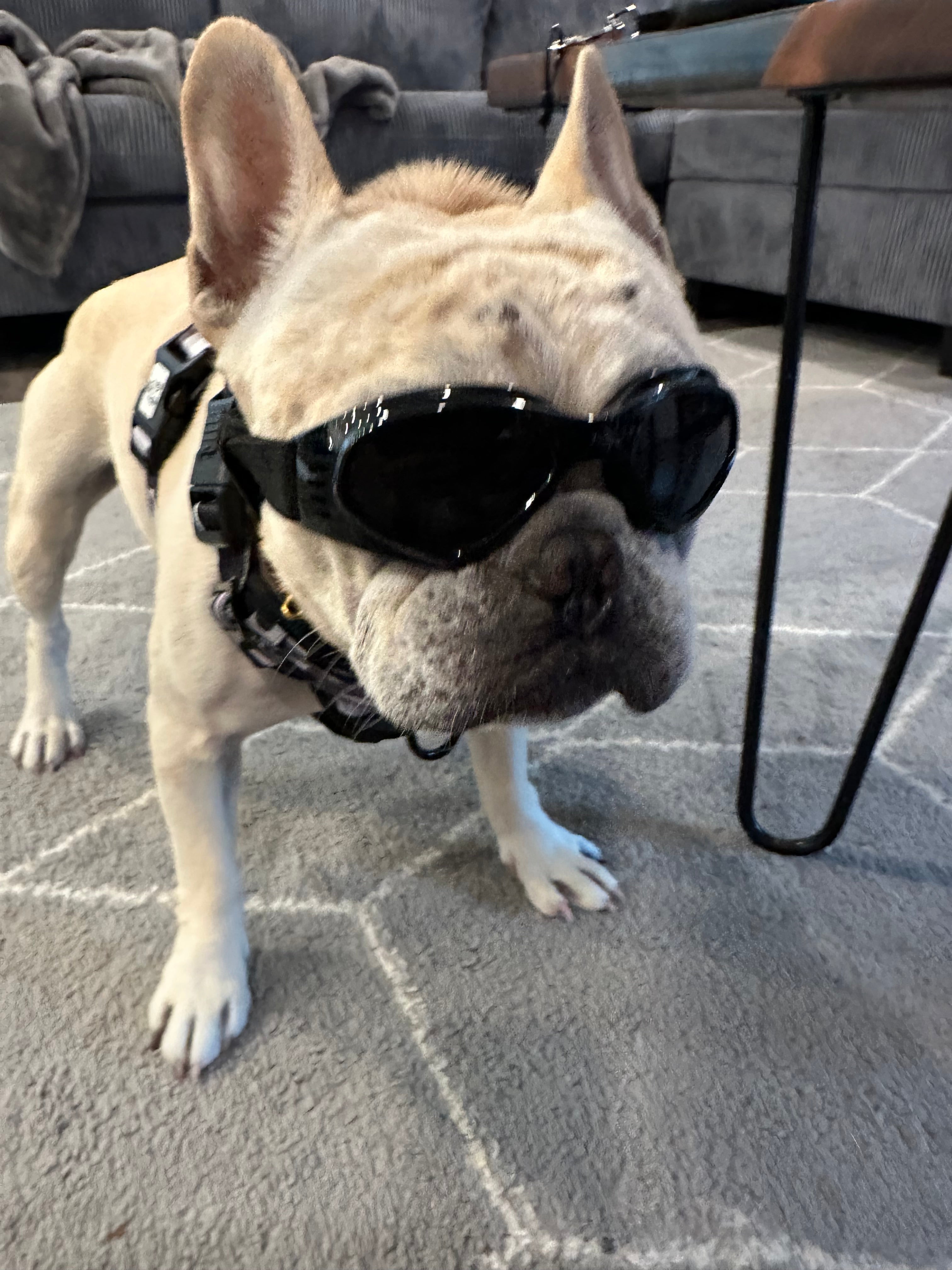 Doggles
