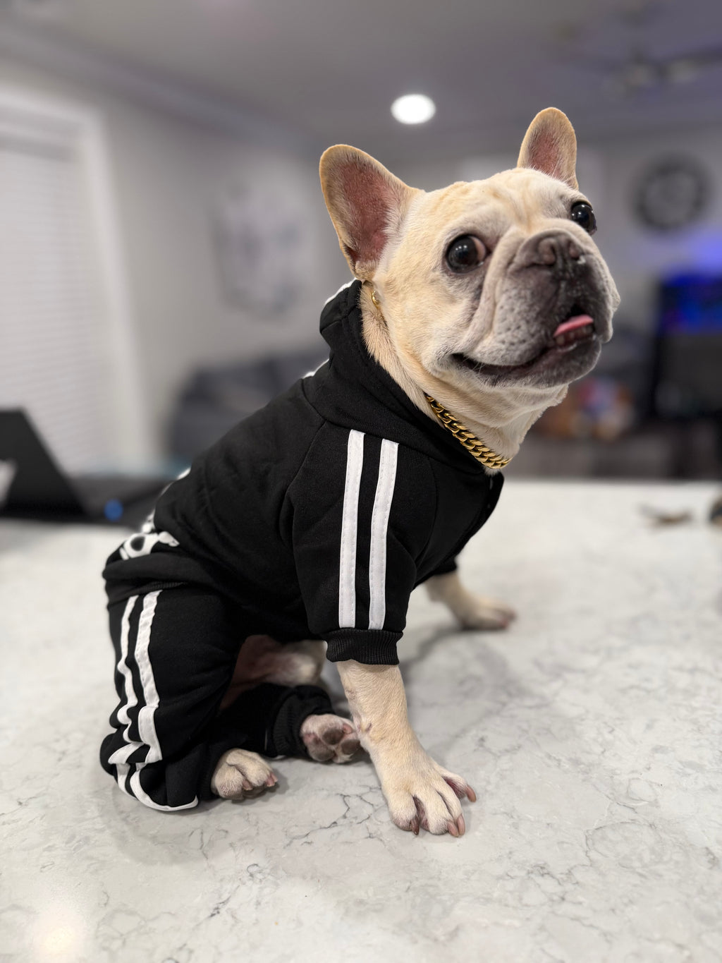Adidog Tracksuit