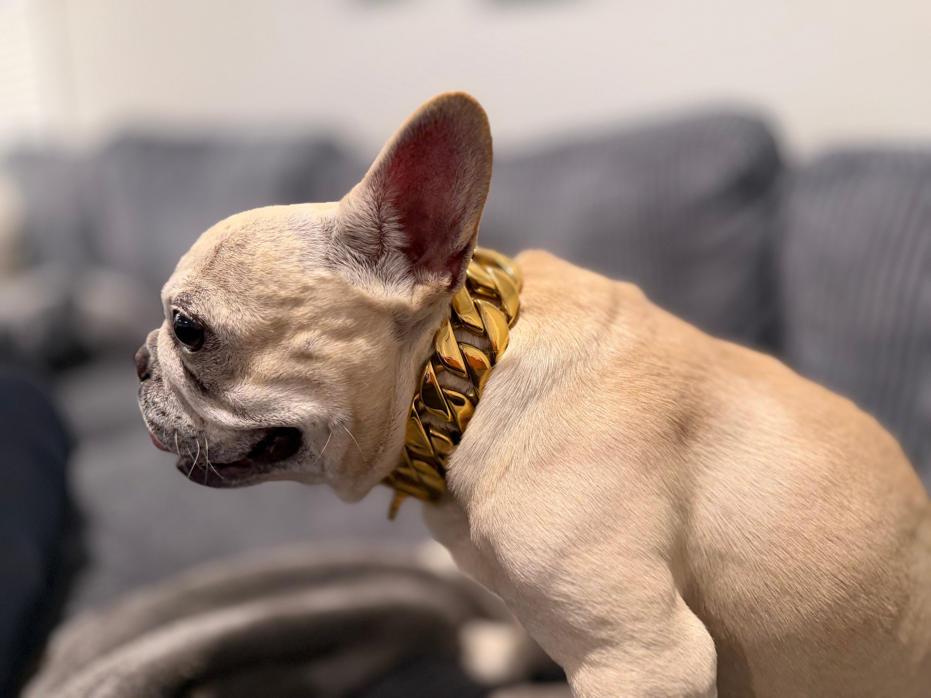 Big Dawg Chain