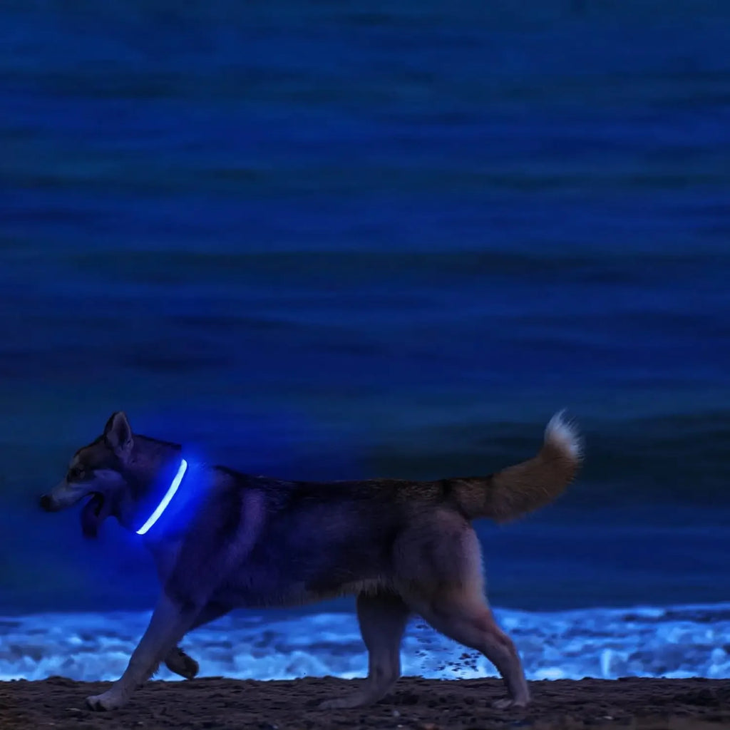 LED Nighttime Safety Collar