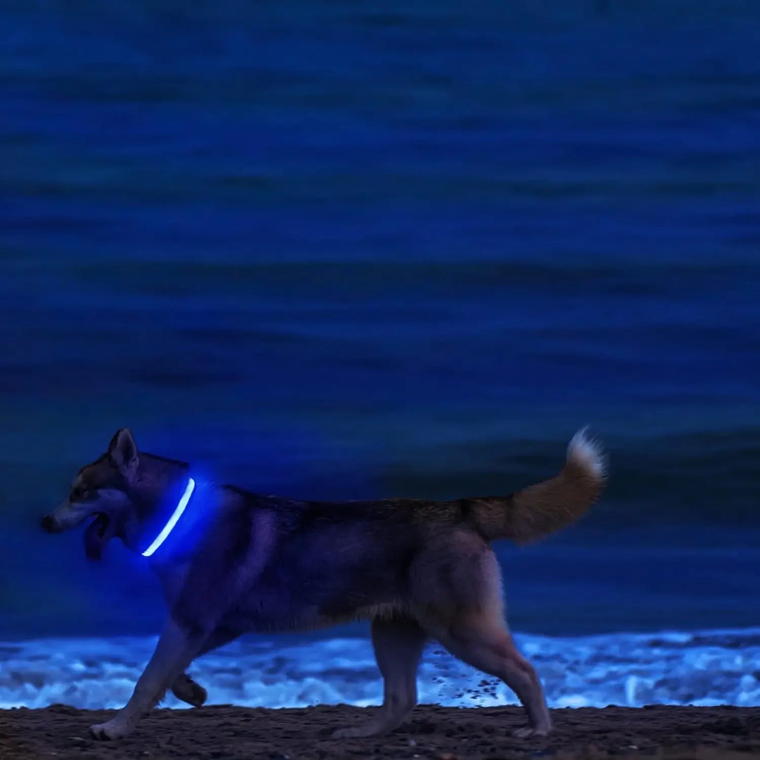 LED Nighttime Safety Collar